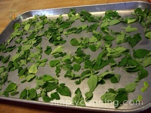 Individual herb leaves spread over a metal cookie sheet to dry.