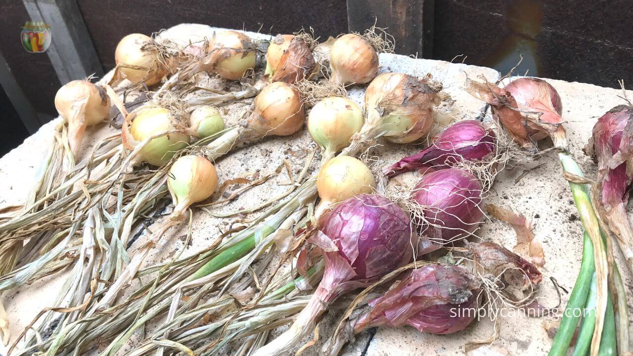 How to Freeze Onions - Roots & Boots