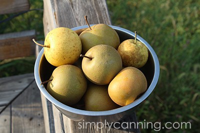 Canning Asian Pears