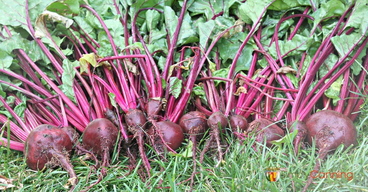 How to can beets without a pressure discount cooker