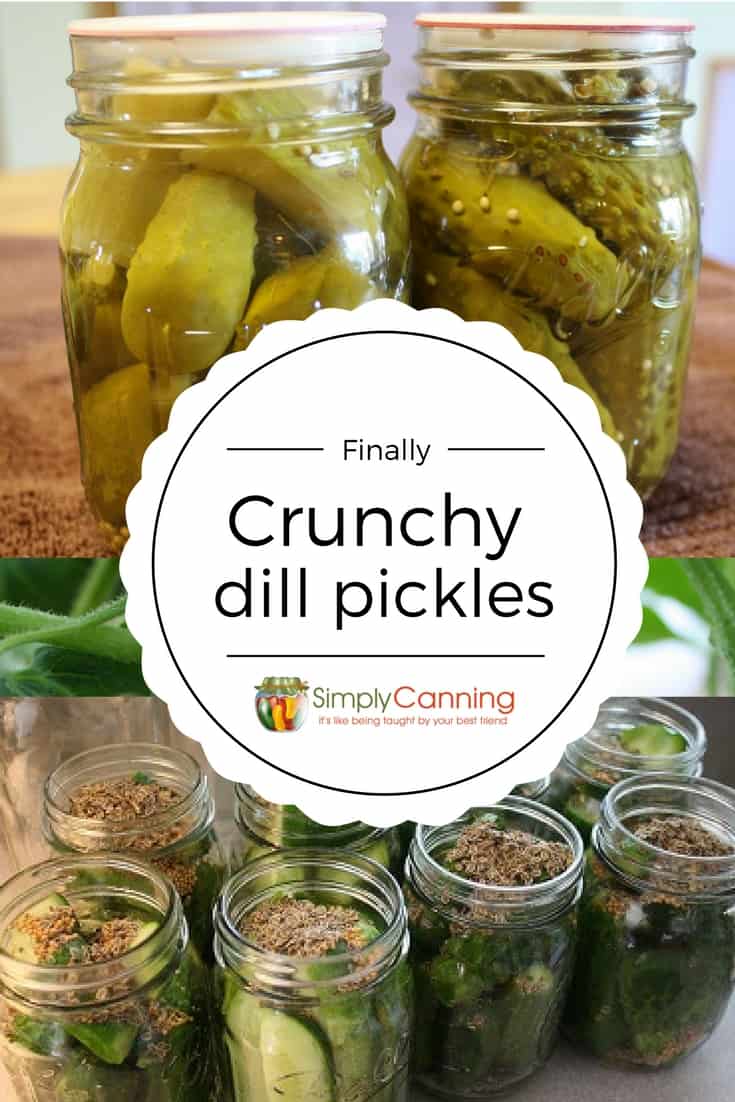 Dill Pickle Recipe Finally I M Getting The Crunch