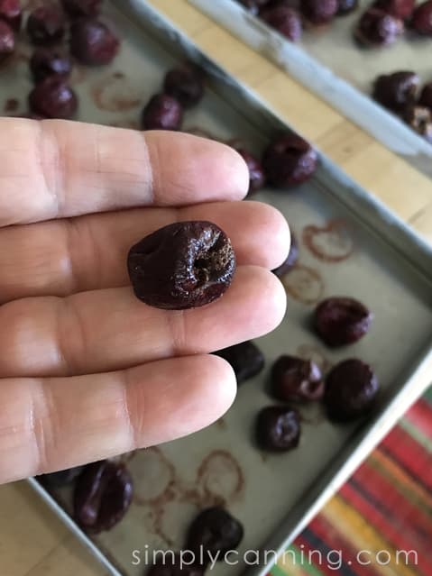 Holding a freeze dried cherry with the tray of freeze dried cherries in the background.