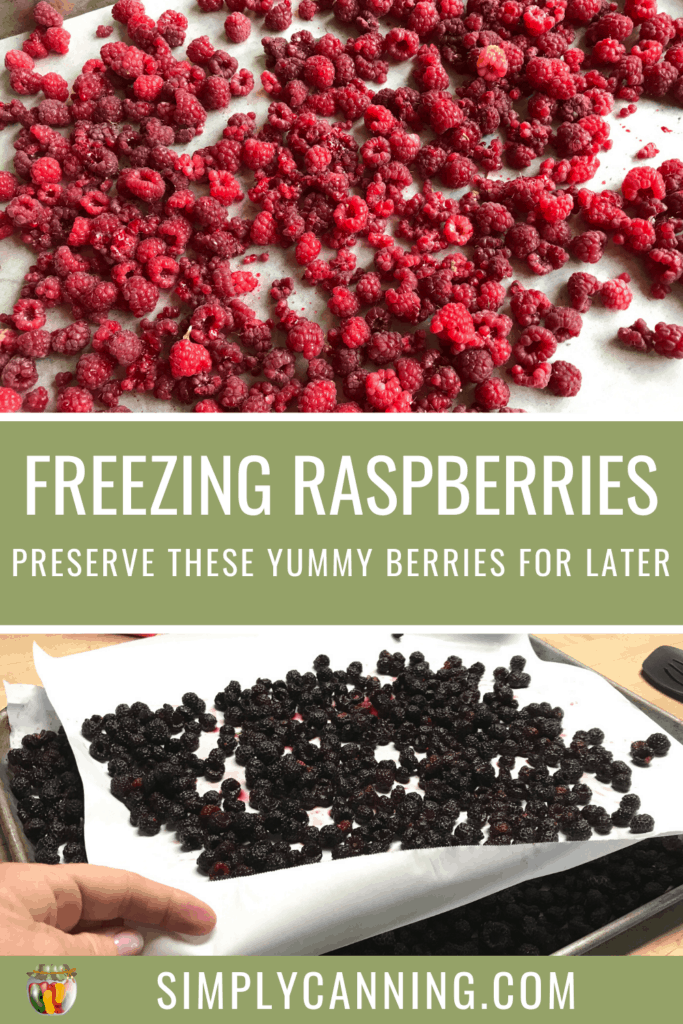 Freezing Raspberries 