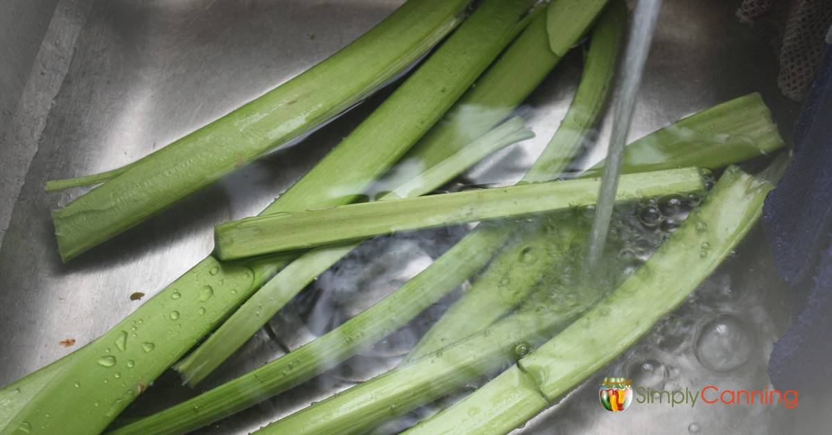 Freeze-Drying Sliced Celery and Rhubarb – Never Free Farm