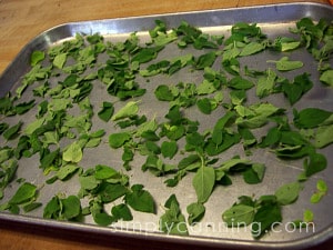 Preserving Herbs: Drying Herbs and Freezing Herbs