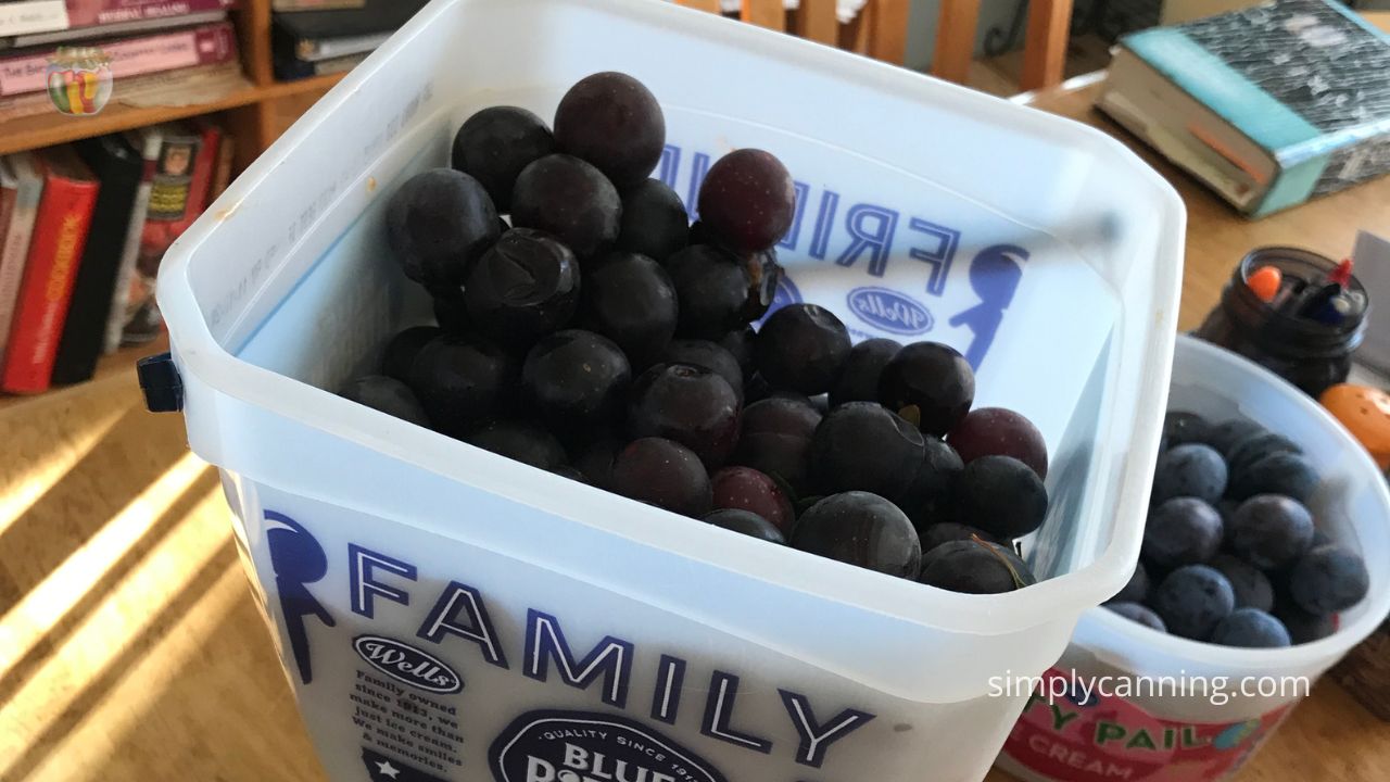 Weighing a bucket of plums on the scale.