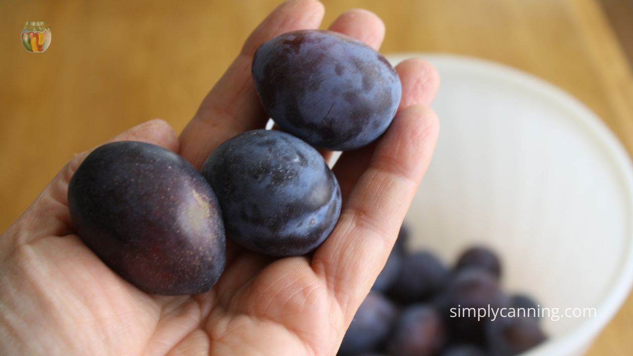 Holding three deeply colored plums over a bucket of fruit.